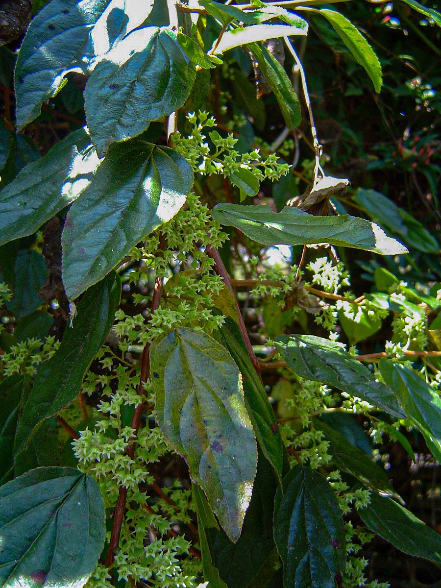 Itea rhamnoides