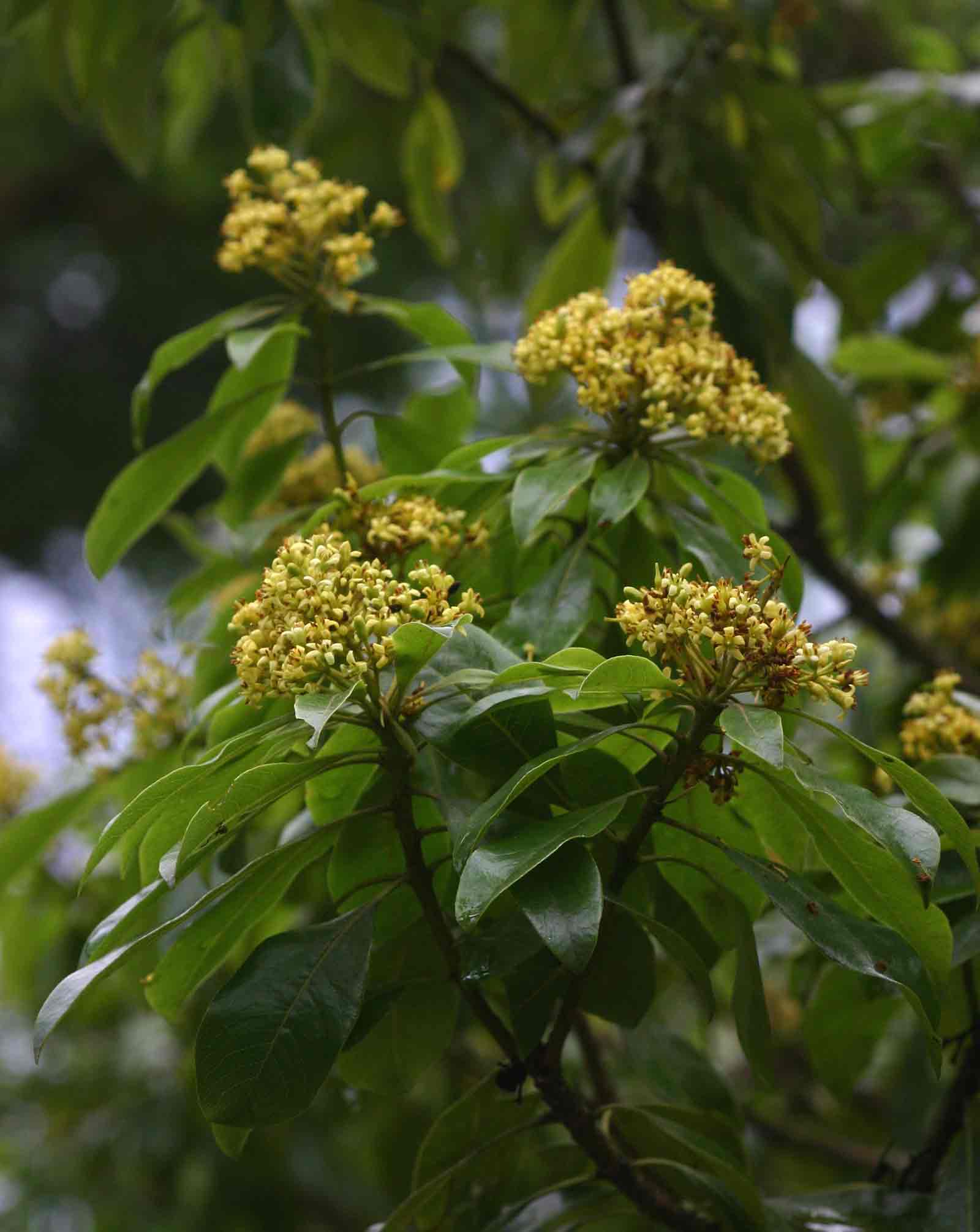 Pittosporum viridiflorum Pittosporum viridiflorum