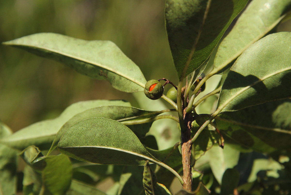 Pittosporum viridiflorum