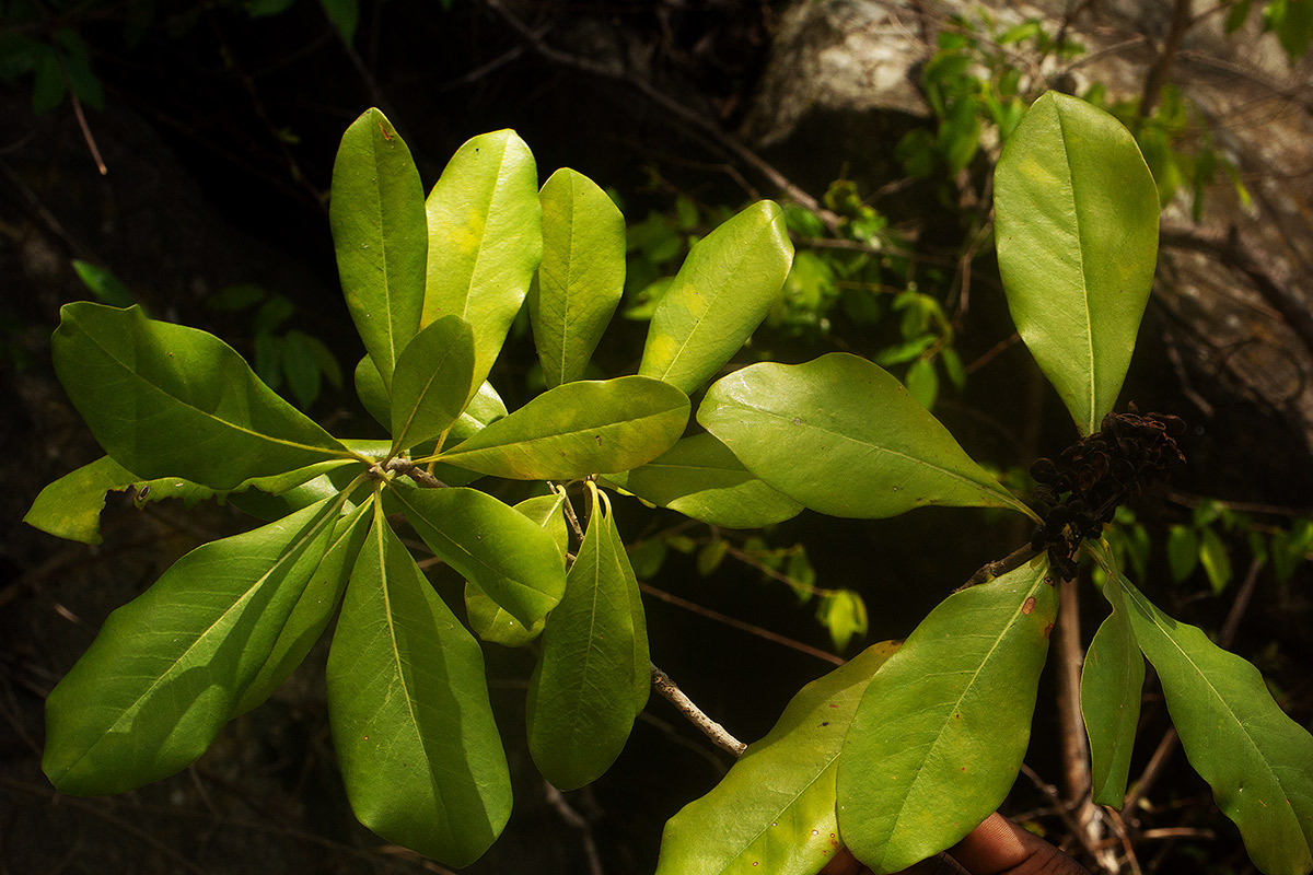 Pittosporum viridiflorum