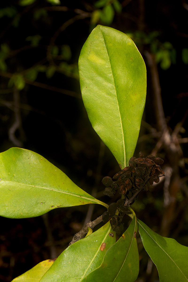 Pittosporum viridiflorum