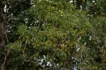 Pittosporum viridiflorum