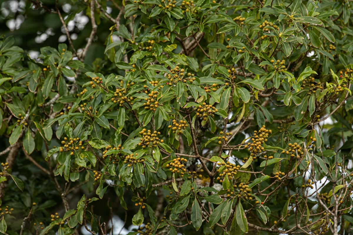 Pittosporum viridiflorum Pittosporum viridiflorum