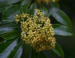 Pittosporum viridiflorum