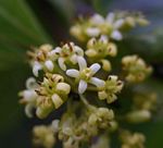 Pittosporum viridiflorum
