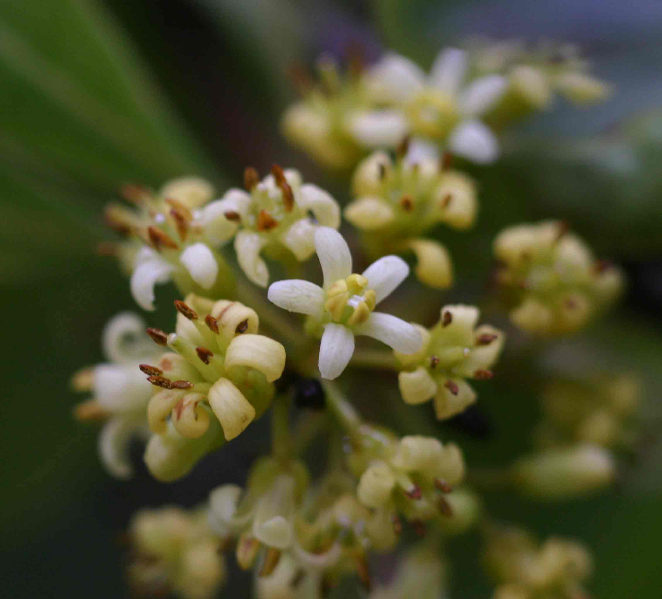 Pittosporum viridiflorum Pittosporum viridiflorum