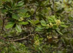 Pittosporum viridiflorum