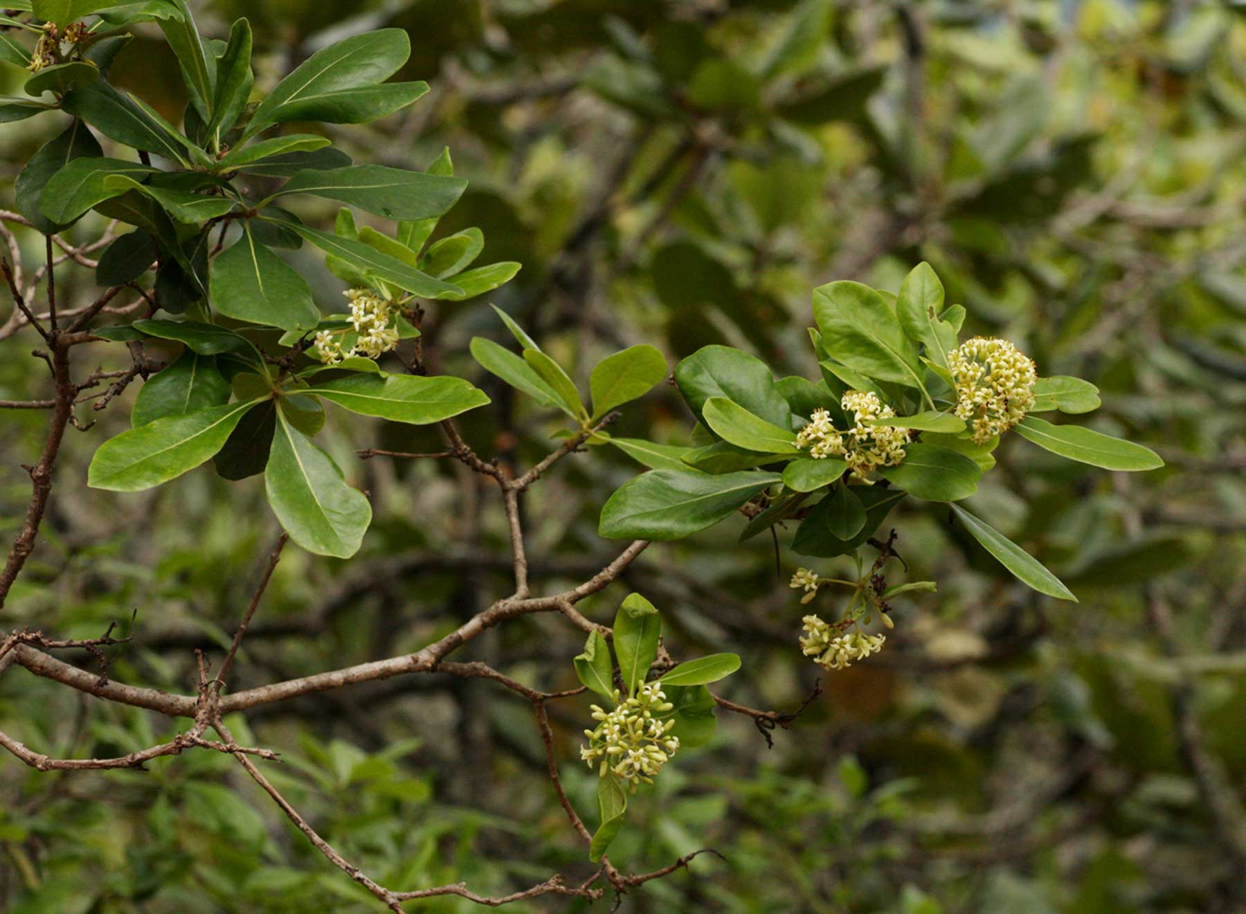 Pittosporum viridiflorum Pittosporum viridiflorum