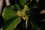 Pittosporum viridiflorum