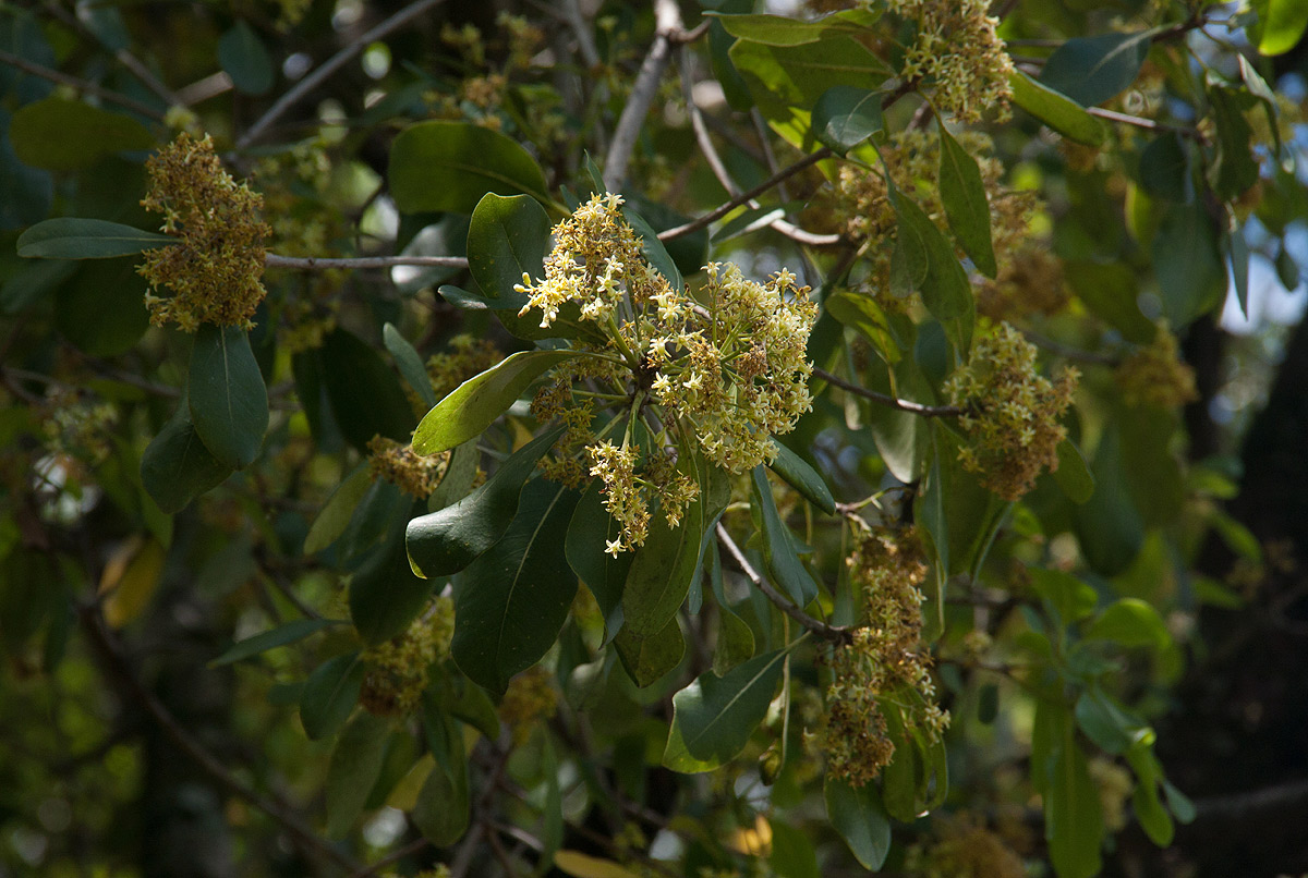 Pittosporum viridiflorum
