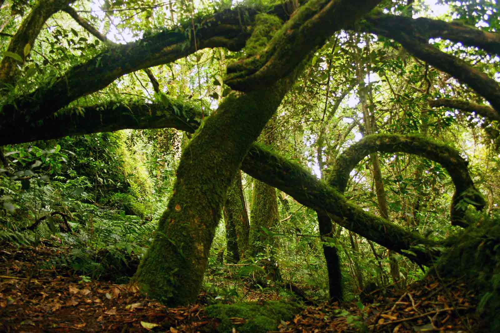 Trichocladus ellipticus subsp. malosanus