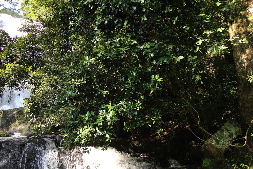 Trichocladus ellipticus subsp. malosanus Trichocladus ellipticus subsp. malosanus