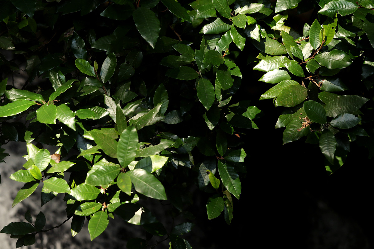 Trichocladus ellipticus subsp. malosanus Trichocladus ellipticus subsp. malosanus