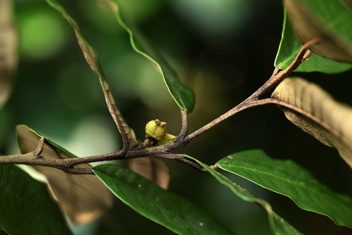 Trichocladus ellipticus subsp. malosanus Trichocladus ellipticus subsp. malosanus