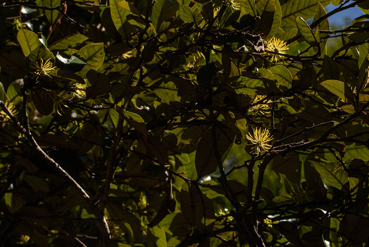 Trichocladus ellipticus subsp. malosanus Trichocladus ellipticus subsp. malosanus