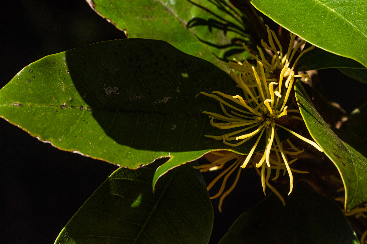 Trichocladus ellipticus subsp. malosanus Trichocladus ellipticus subsp. malosanus