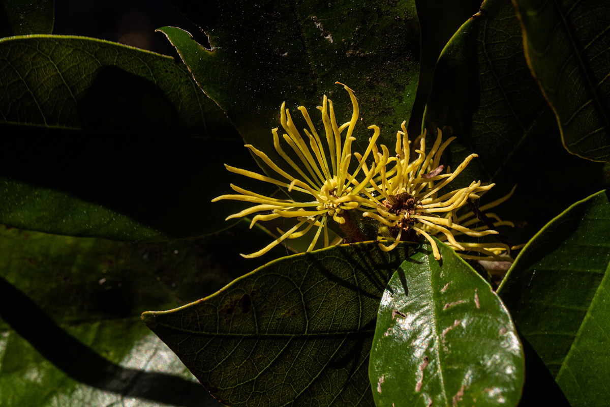 Trichocladus ellipticus subsp. malosanus Trichocladus ellipticus subsp. malosanus