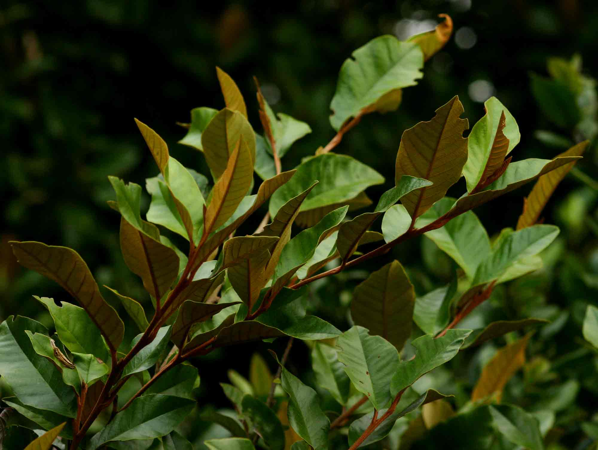 Trichocladus ellipticus subsp. malosanus