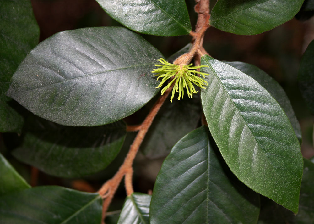 Trichocladus ellipticus subsp. malosanus Trichocladus ellipticus subsp. malosanus