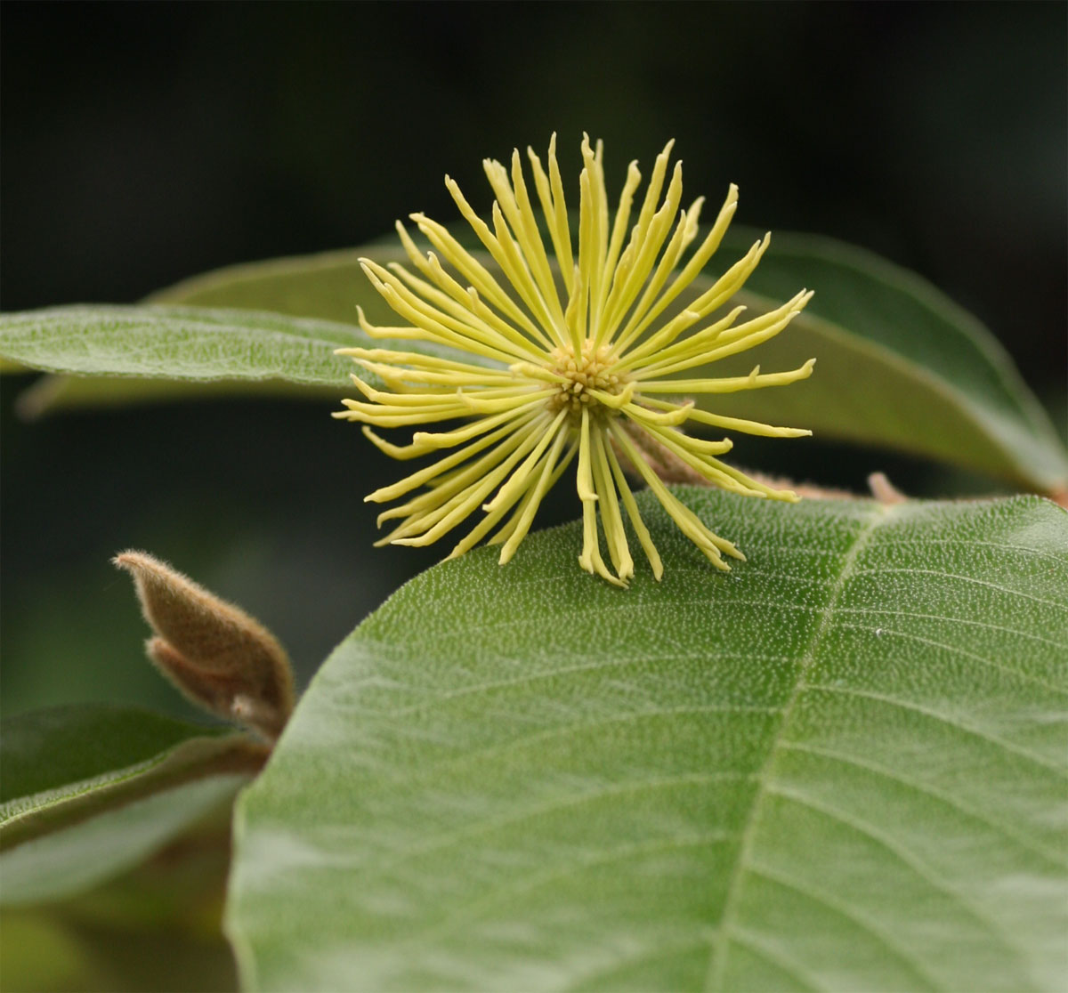Trichocladus ellipticus subsp. malosanus