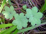 Alchemilla cryptantha