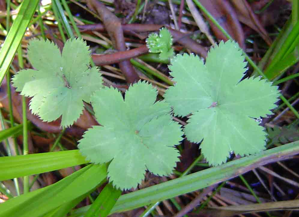 Alchemilla cryptantha