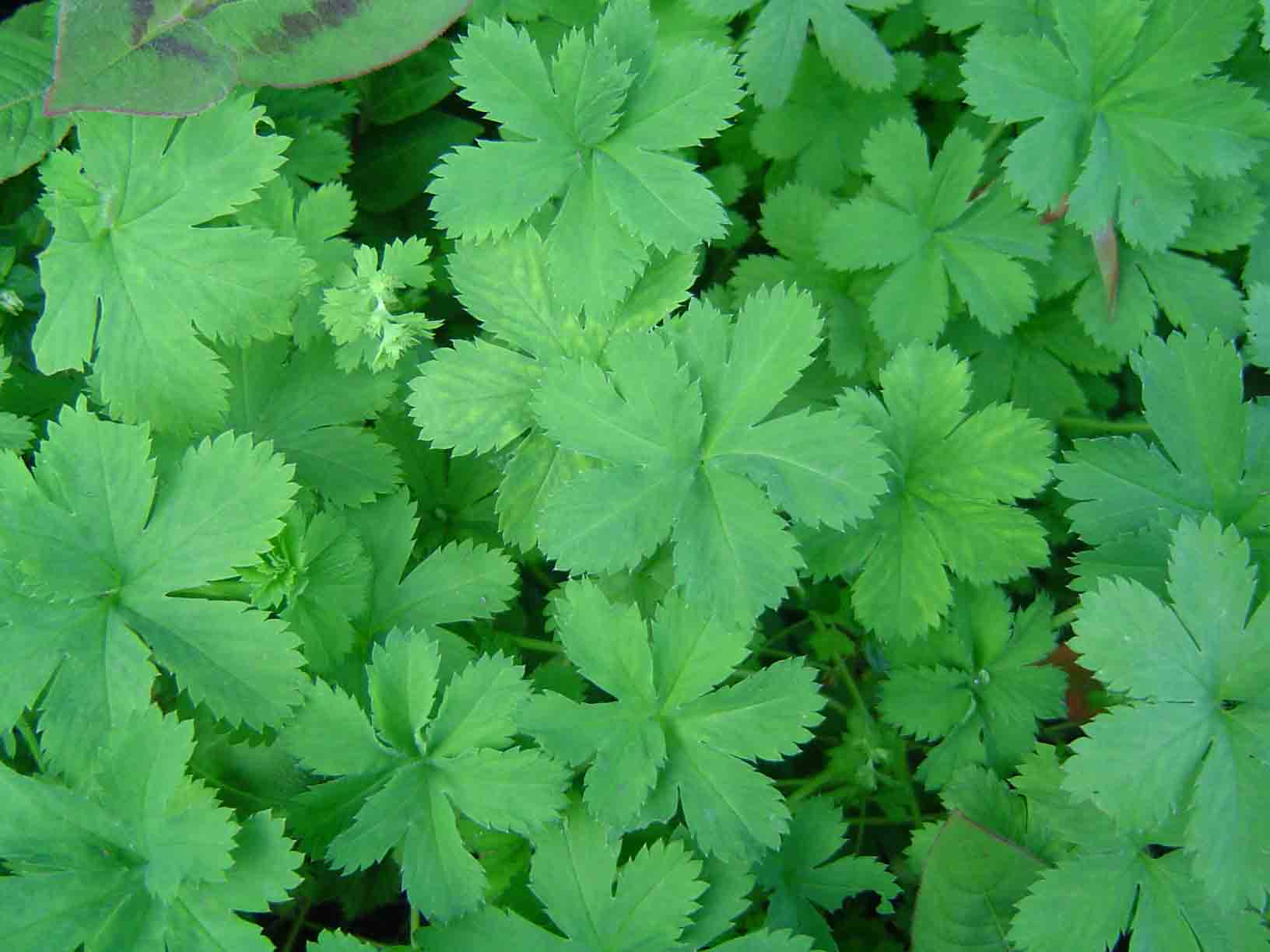 Alchemilla kiwuensis Alchemilla kiwuensis