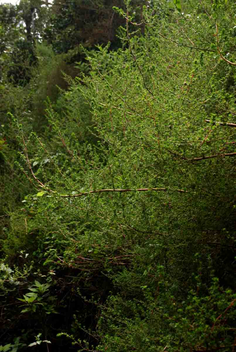 Cliffortia serpyllifolia Cliffortia serpyllifolia