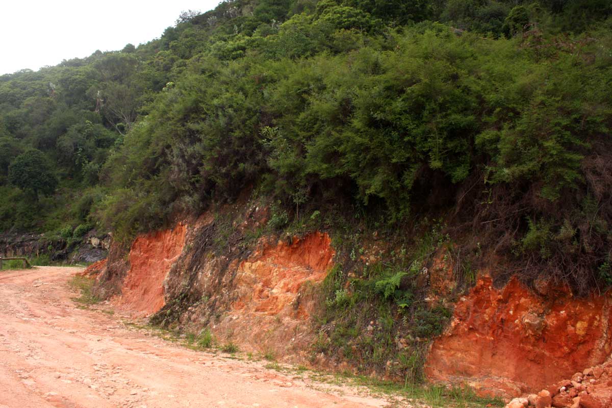 Cliffortia serpyllifolia Cliffortia serpyllifolia