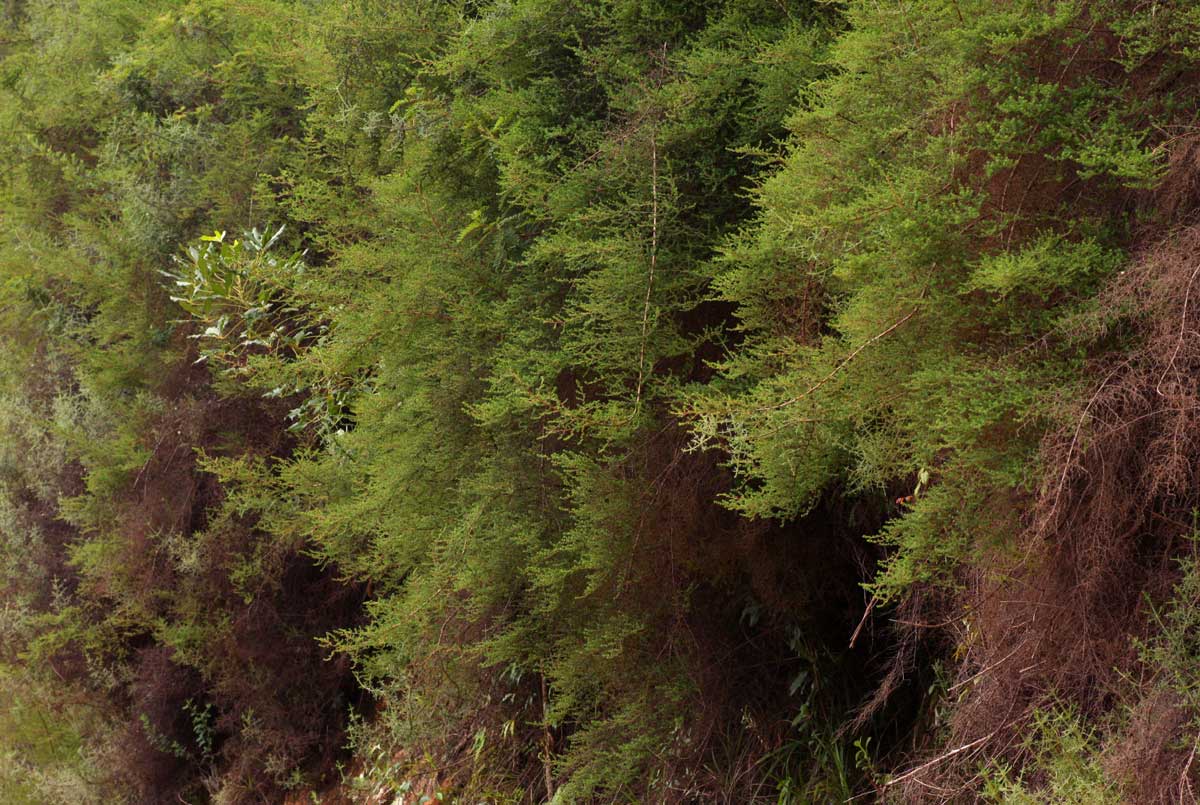 Cliffortia serpyllifolia Cliffortia serpyllifolia