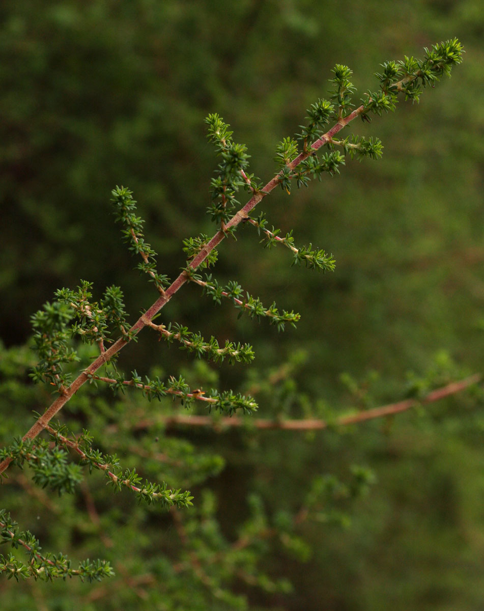 Cliffortia serpyllifolia Cliffortia serpyllifolia