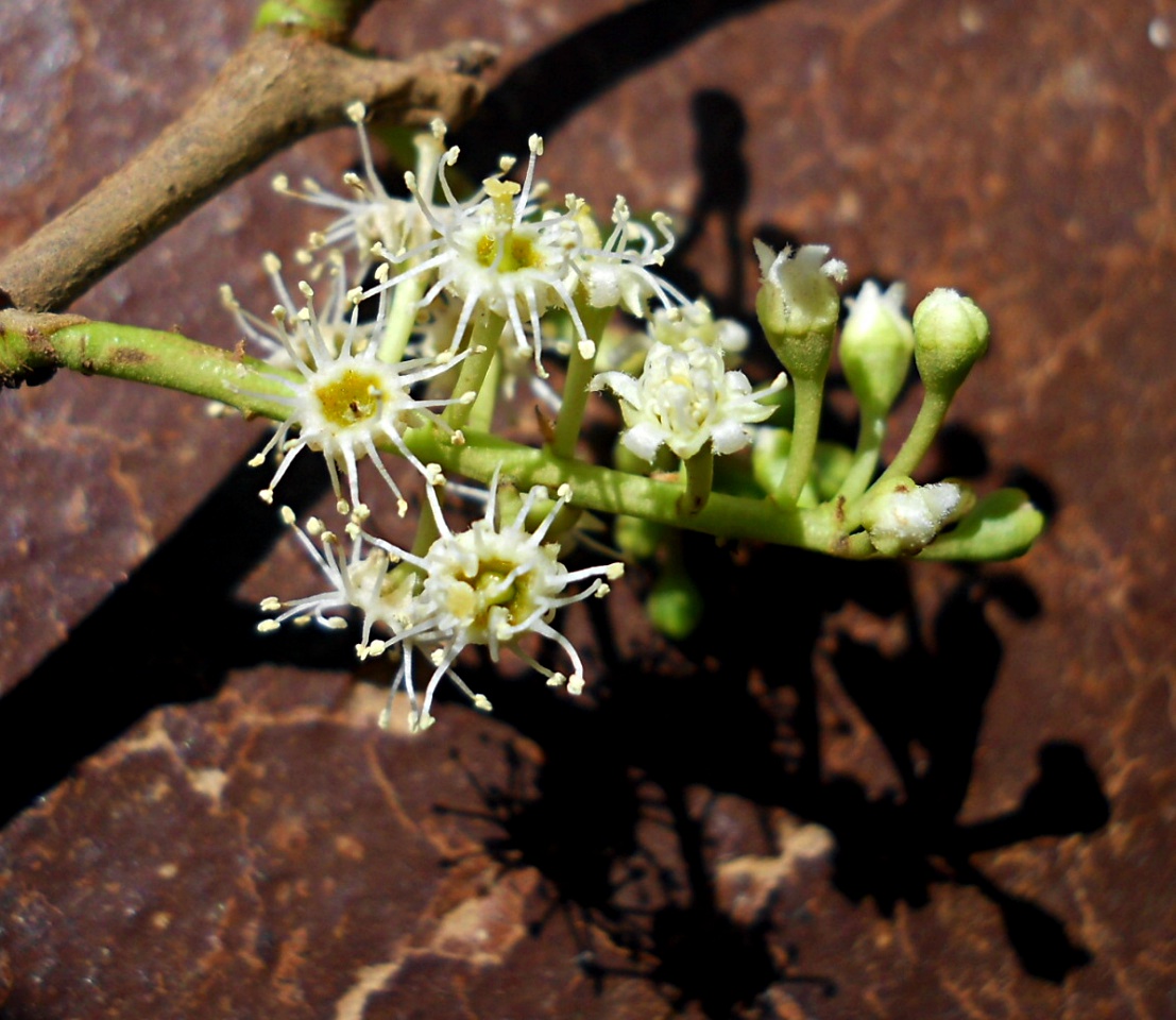 Prunus africana Prunus africana
