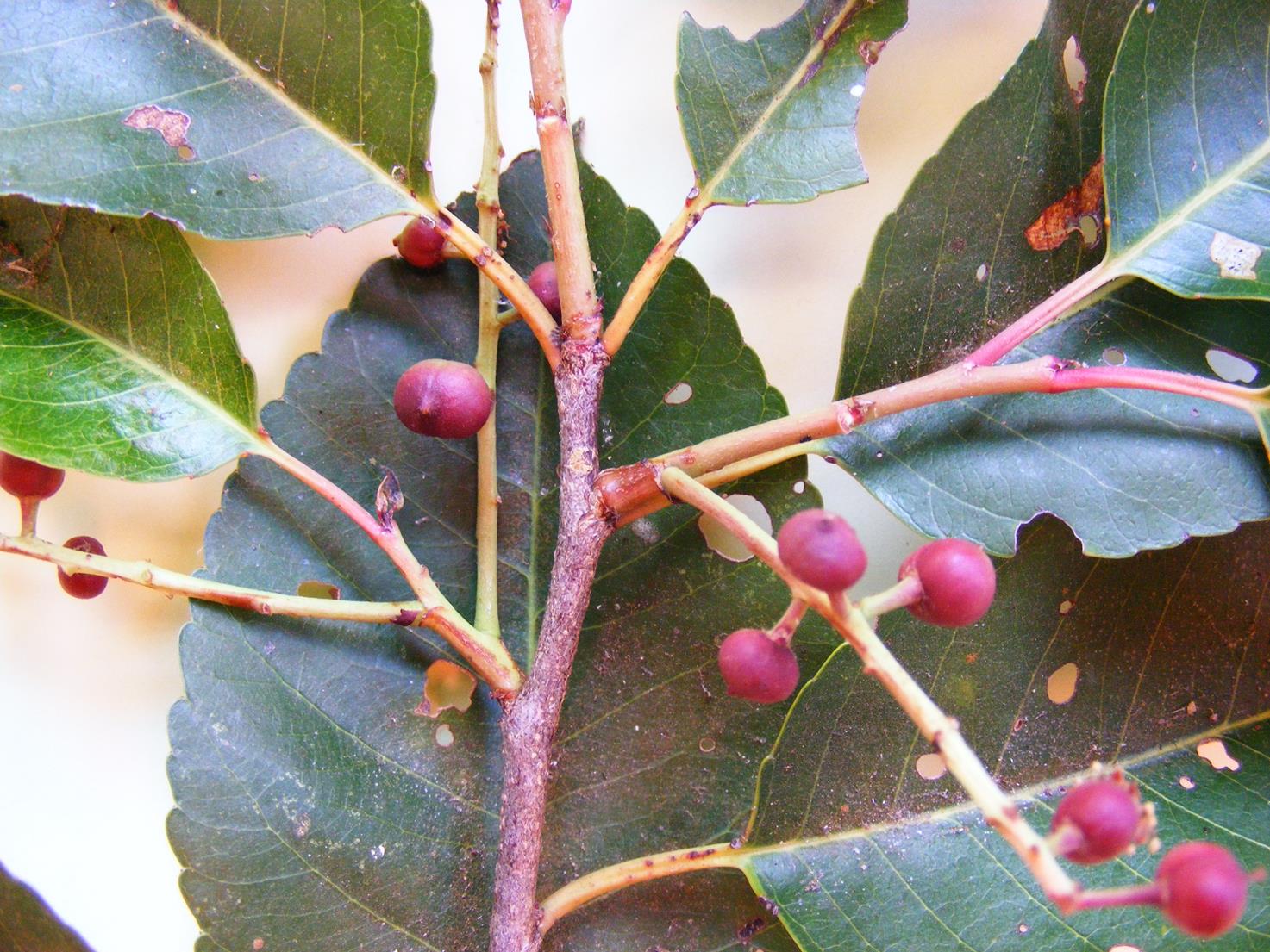 Prunus africana Prunus africana