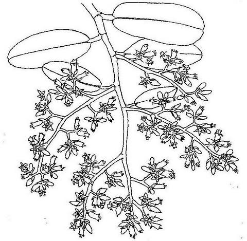 Parinari curatellifolia Parinari curatellifolia