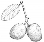 Parinari curatellifolia