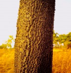 Parinari curatellifolia