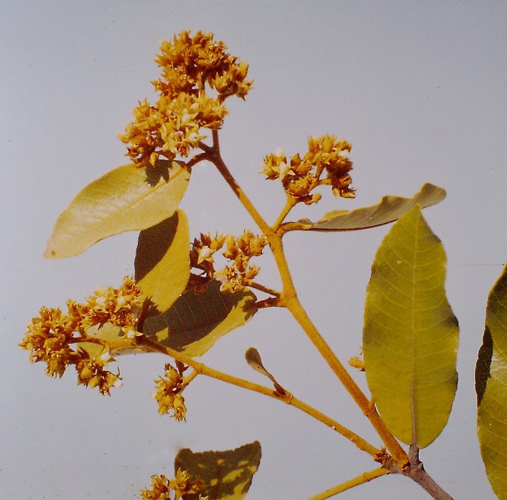 Parinari curatellifolia