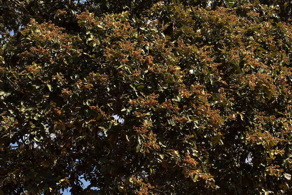 Parinari curatellifolia