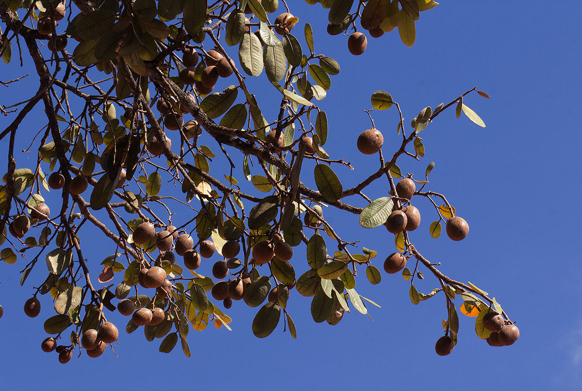 Parinari curatellifolia Parinari curatellifolia