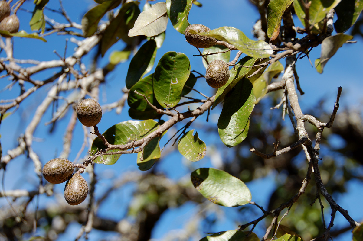Parinari curatellifolia