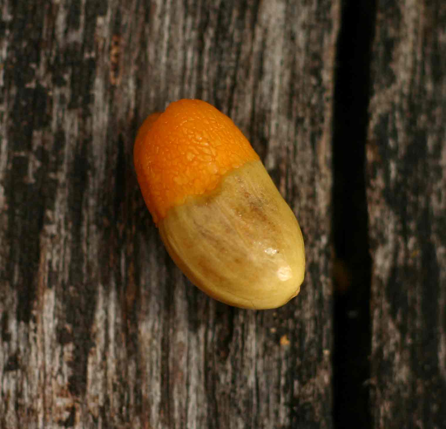 Agelaea pentagyna