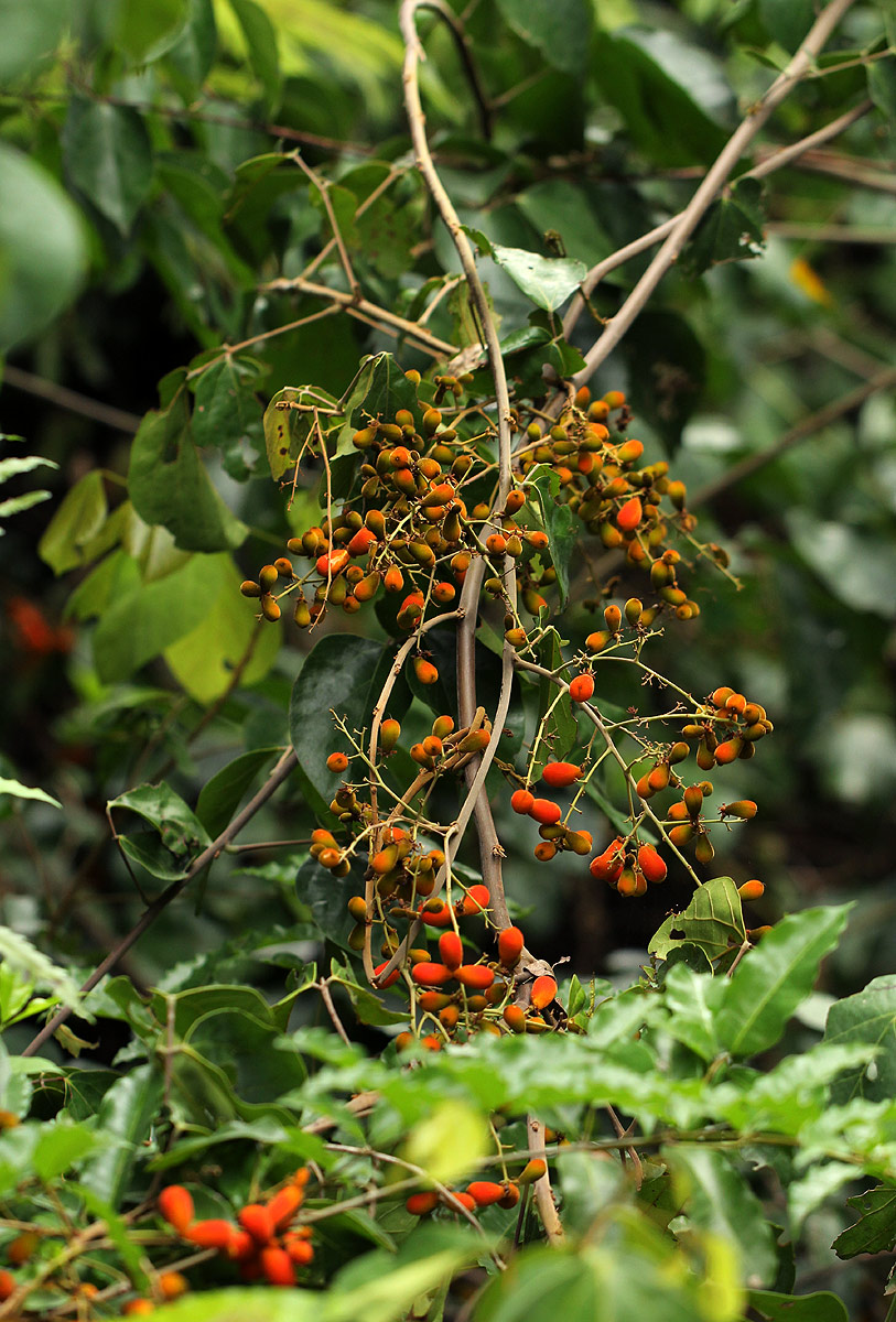 Agelaea pentagyna Agelaea pentagyna