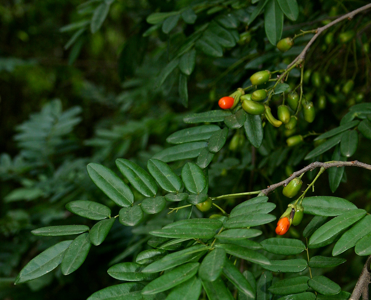 Rourea orientalis Rourea orientalis