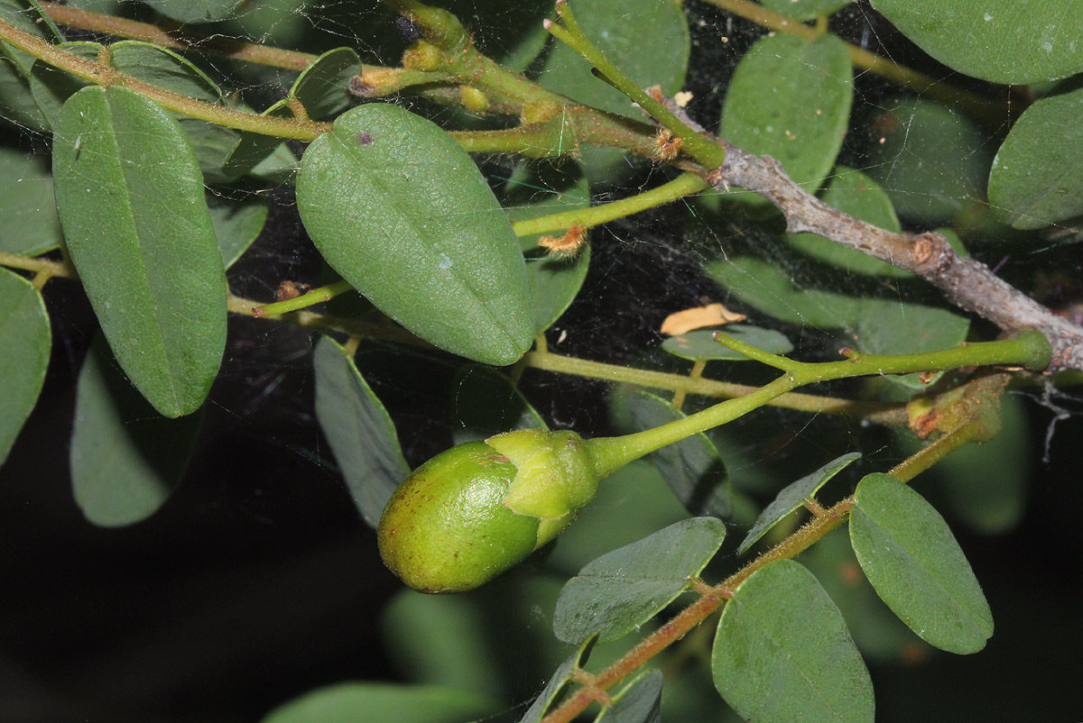 Rourea orientalis Rourea orientalis