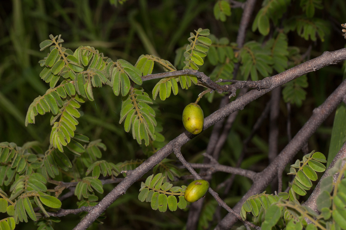 Rourea orientalis Rourea orientalis