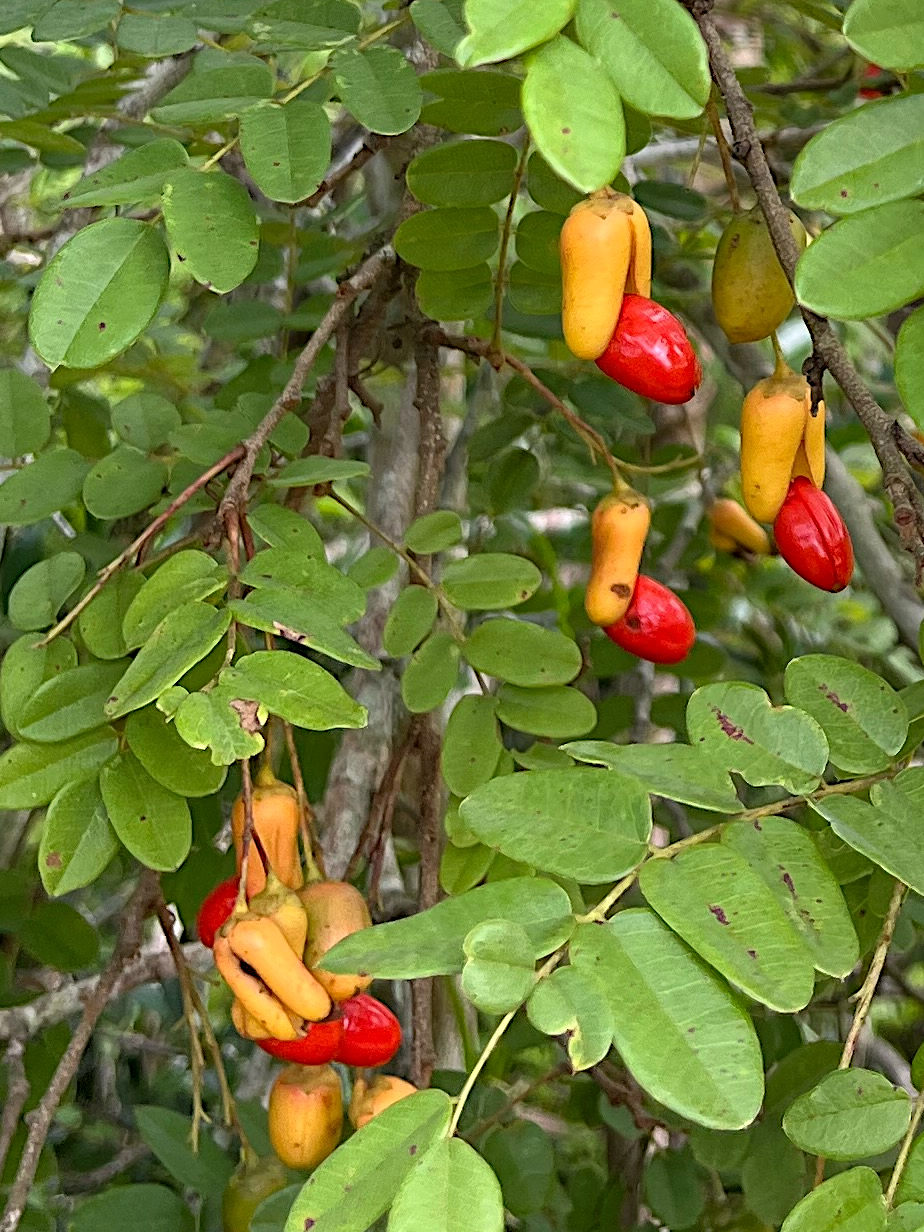 Rourea orientalis Rourea orientalis