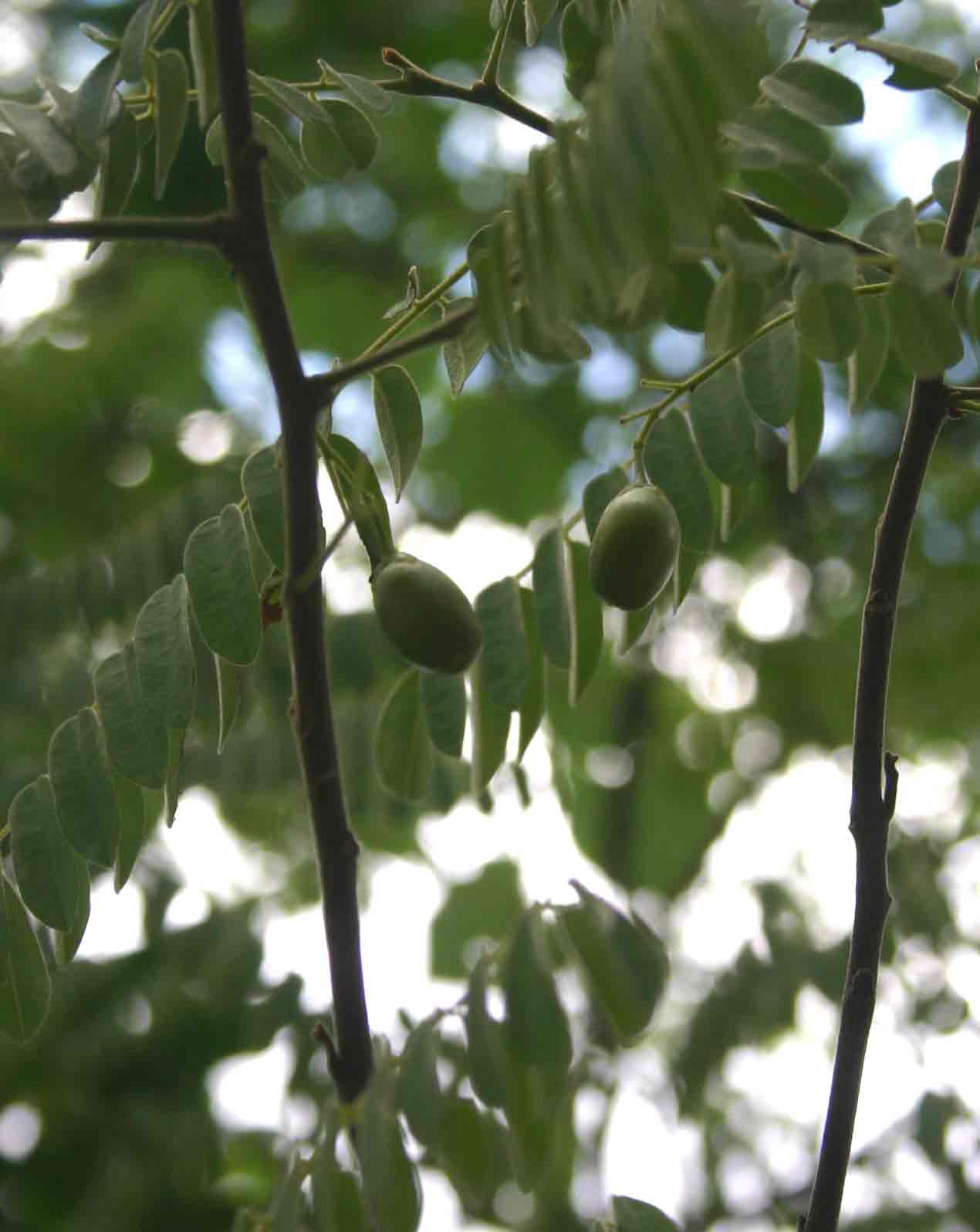 Rourea orientalis Rourea orientalis