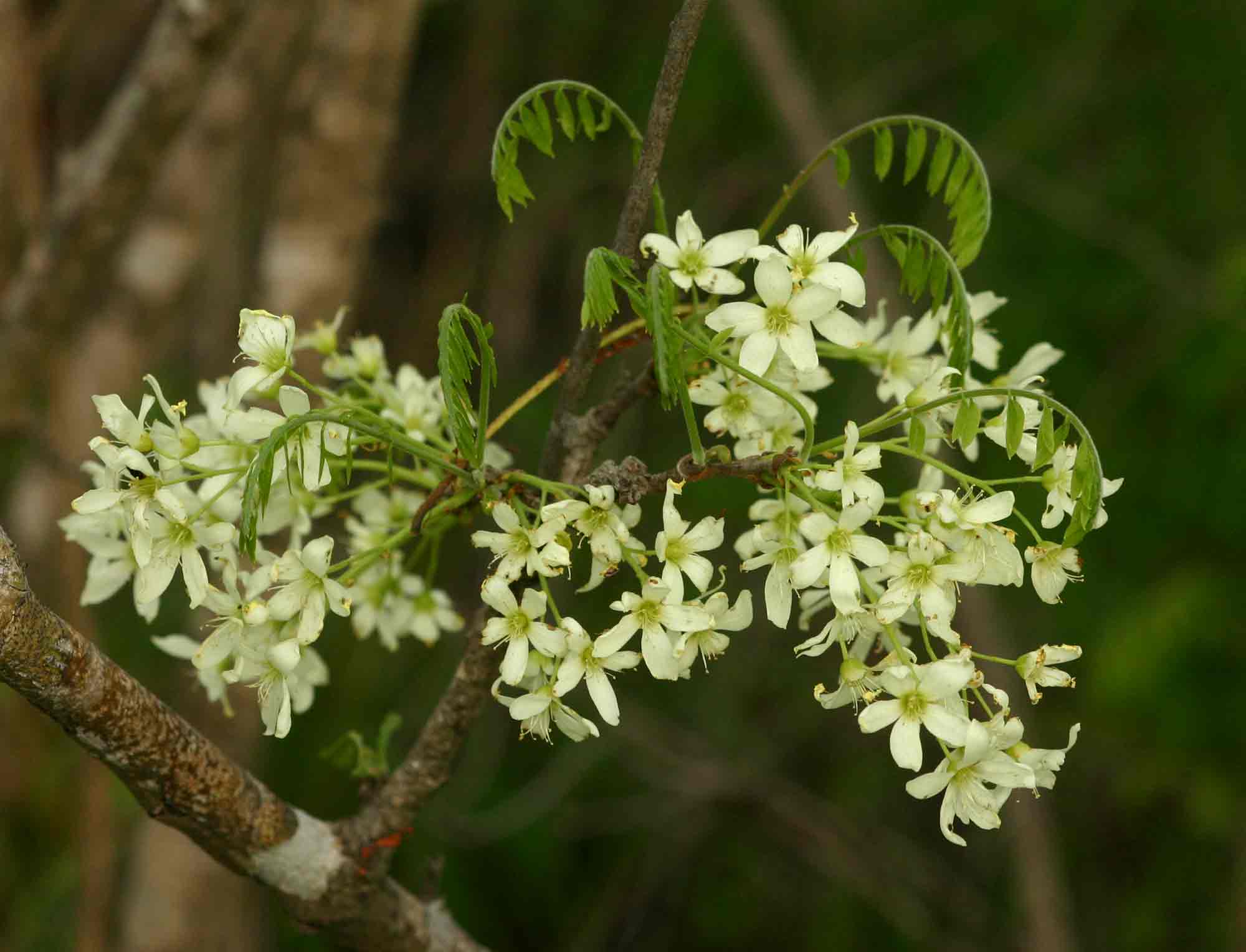 Rourea orientalis Rourea orientalis