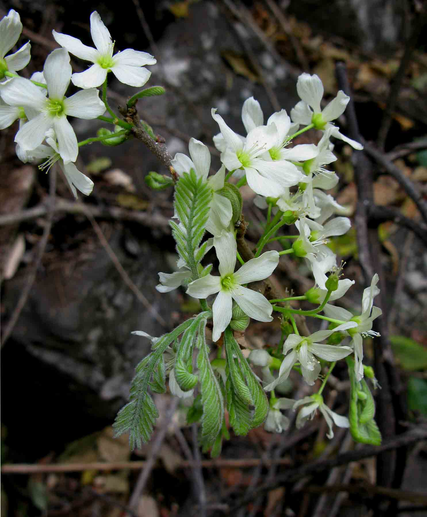 Rourea orientalis Rourea orientalis