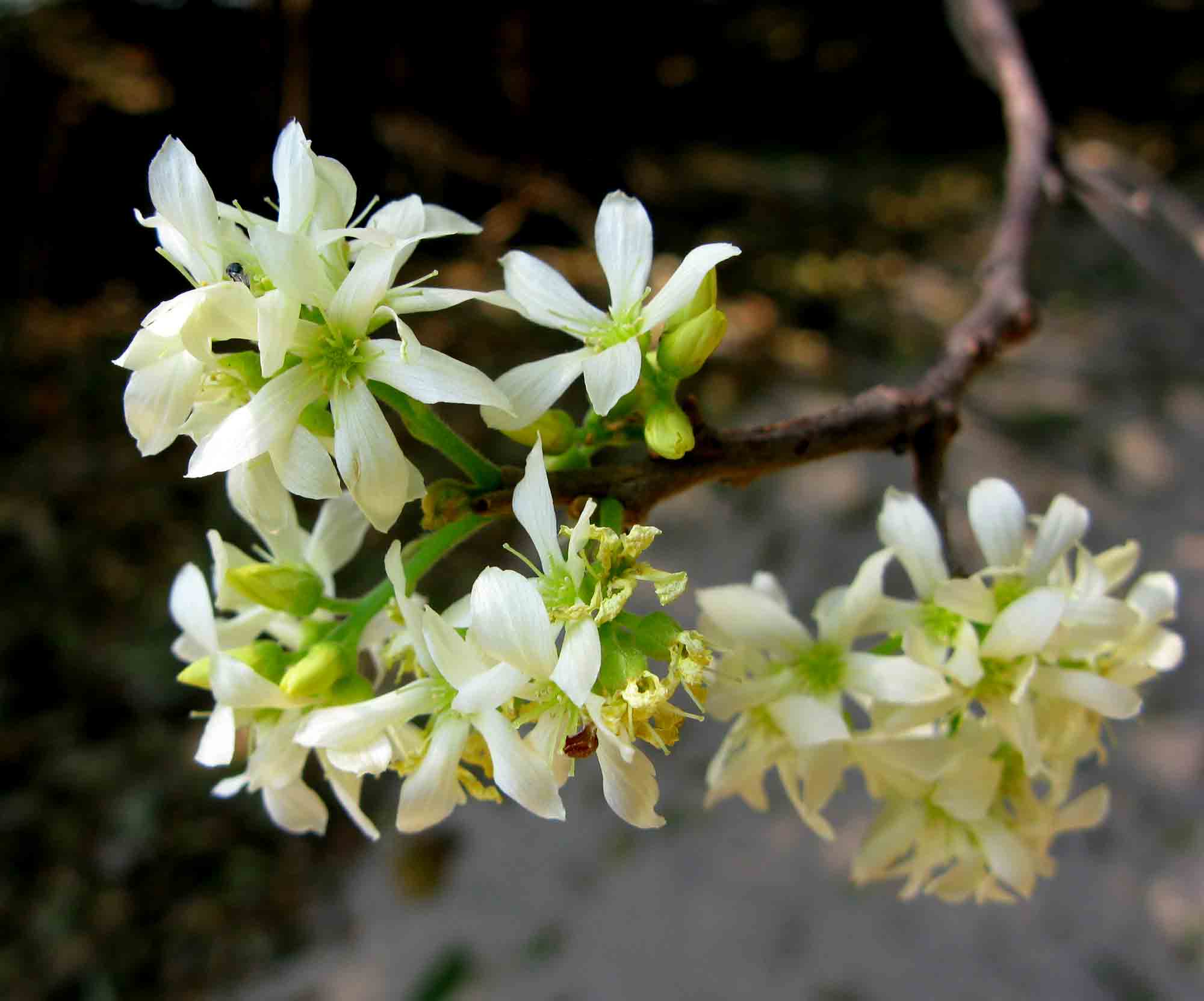 Rourea orientalis Rourea orientalis